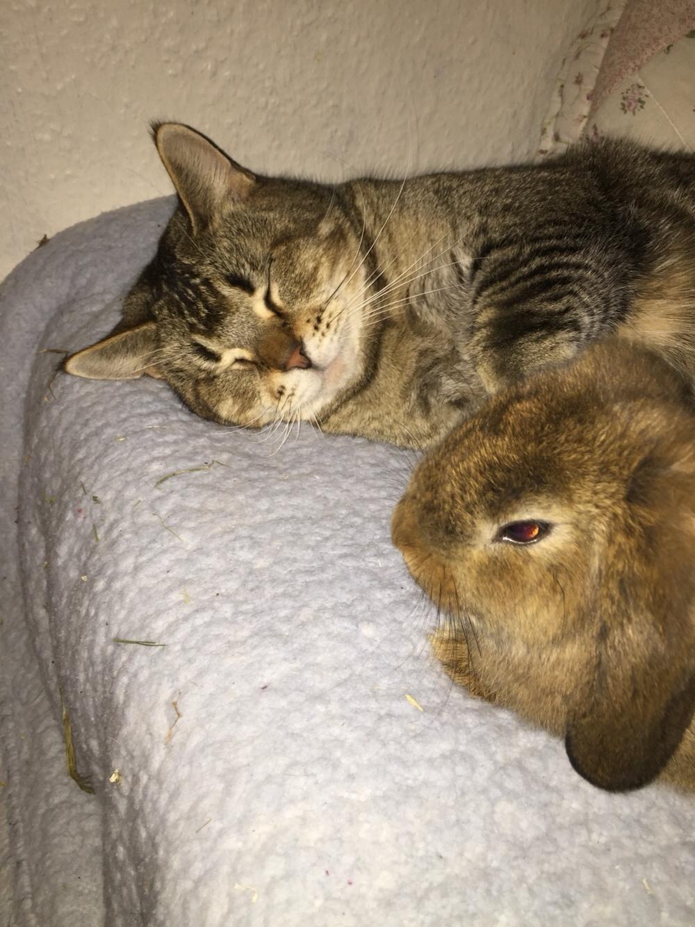 Huskat Alien billede 46