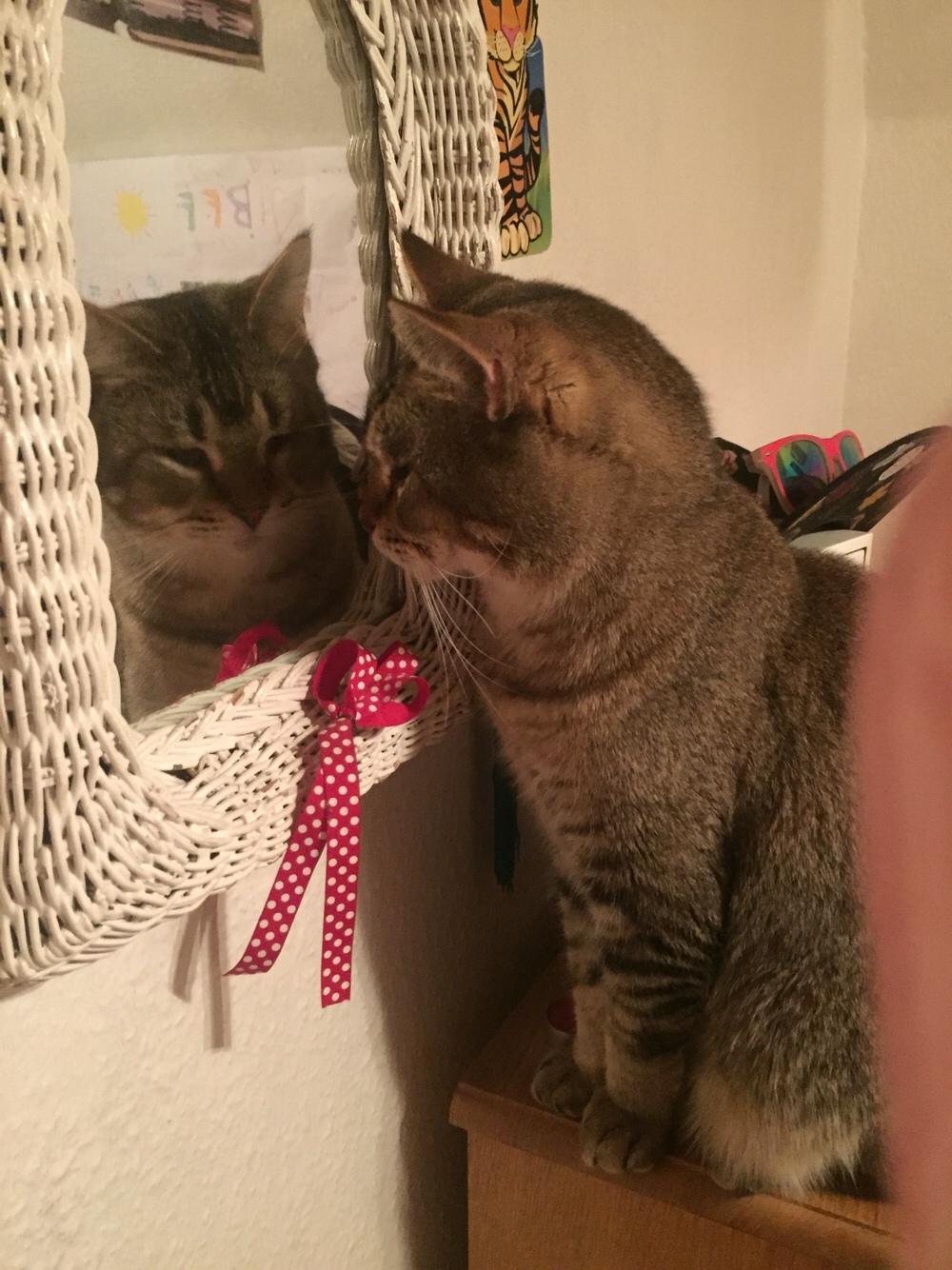 Huskat Alien billede 48