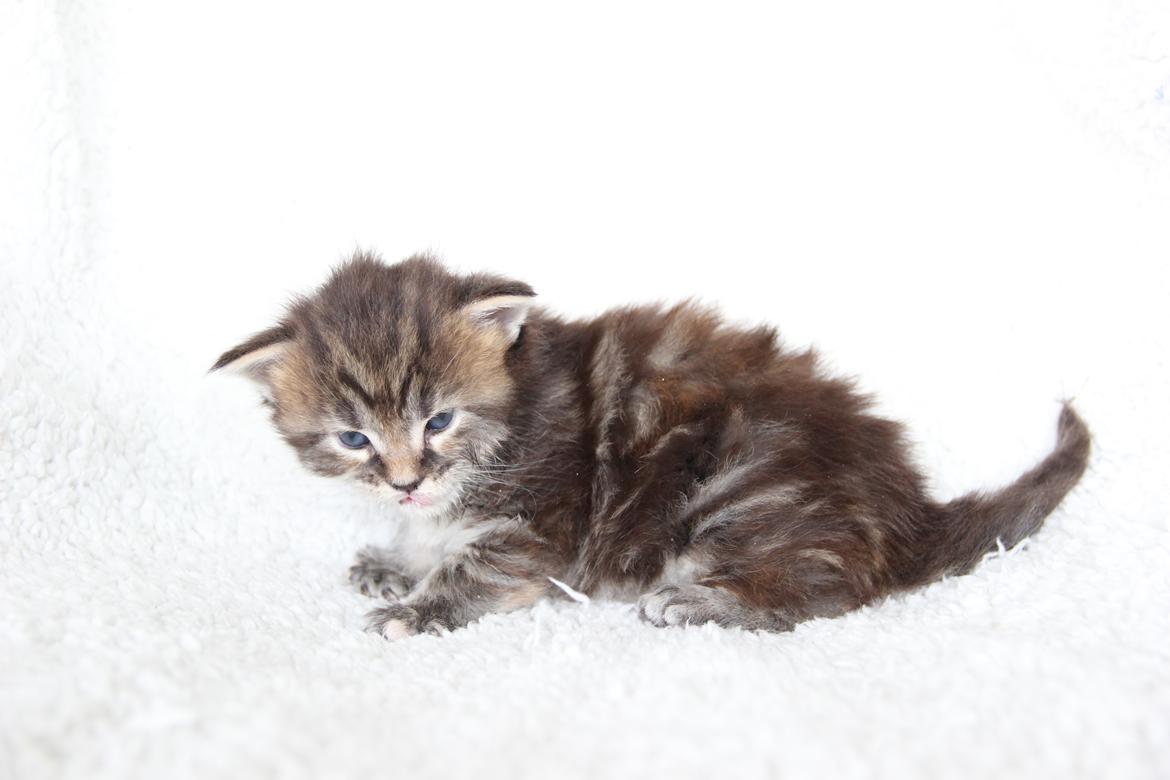 Maine Coon Thyra - 3 uger - 12 juli 2016. billede 1