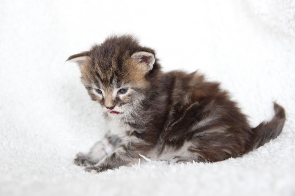 Maine Coon Thyra - 3 uger - 12 juli 2016. billede 3