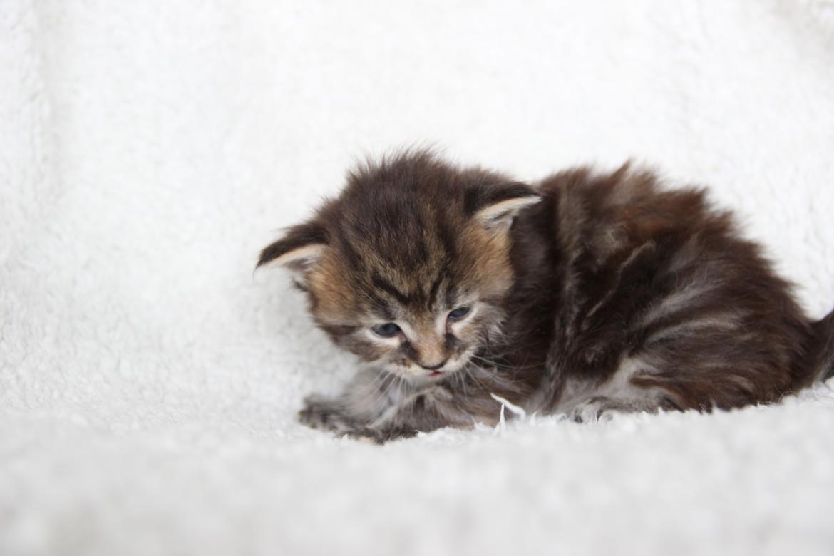 Maine Coon Thyra - 3 uger - 12 juli 2016. billede 4
