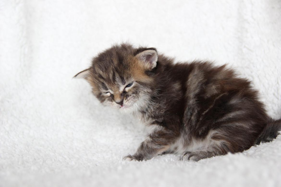 Maine Coon Thyra - 3 uger - 12 juli 2016. billede 5