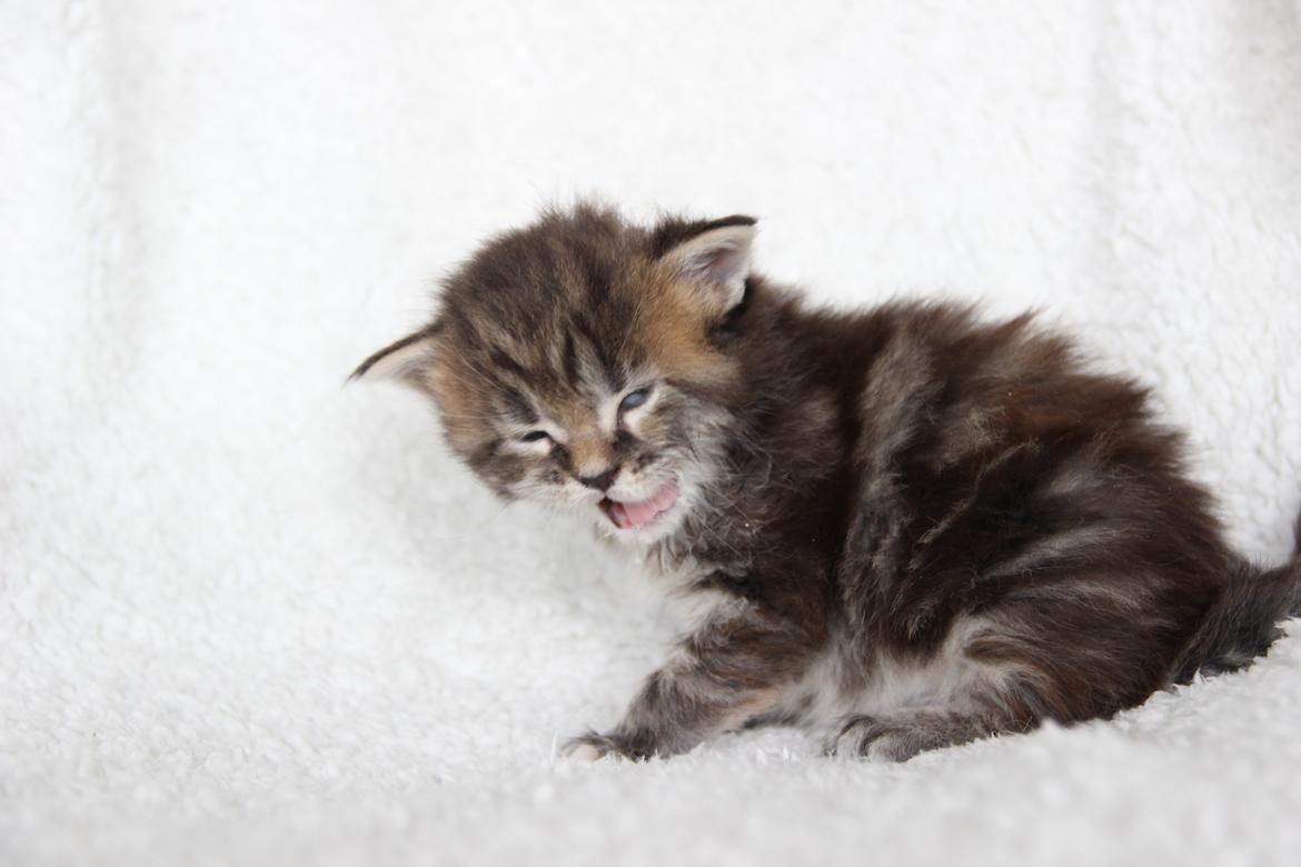 Maine Coon Thyra - 3 uger - 12 juli 2016. billede 6