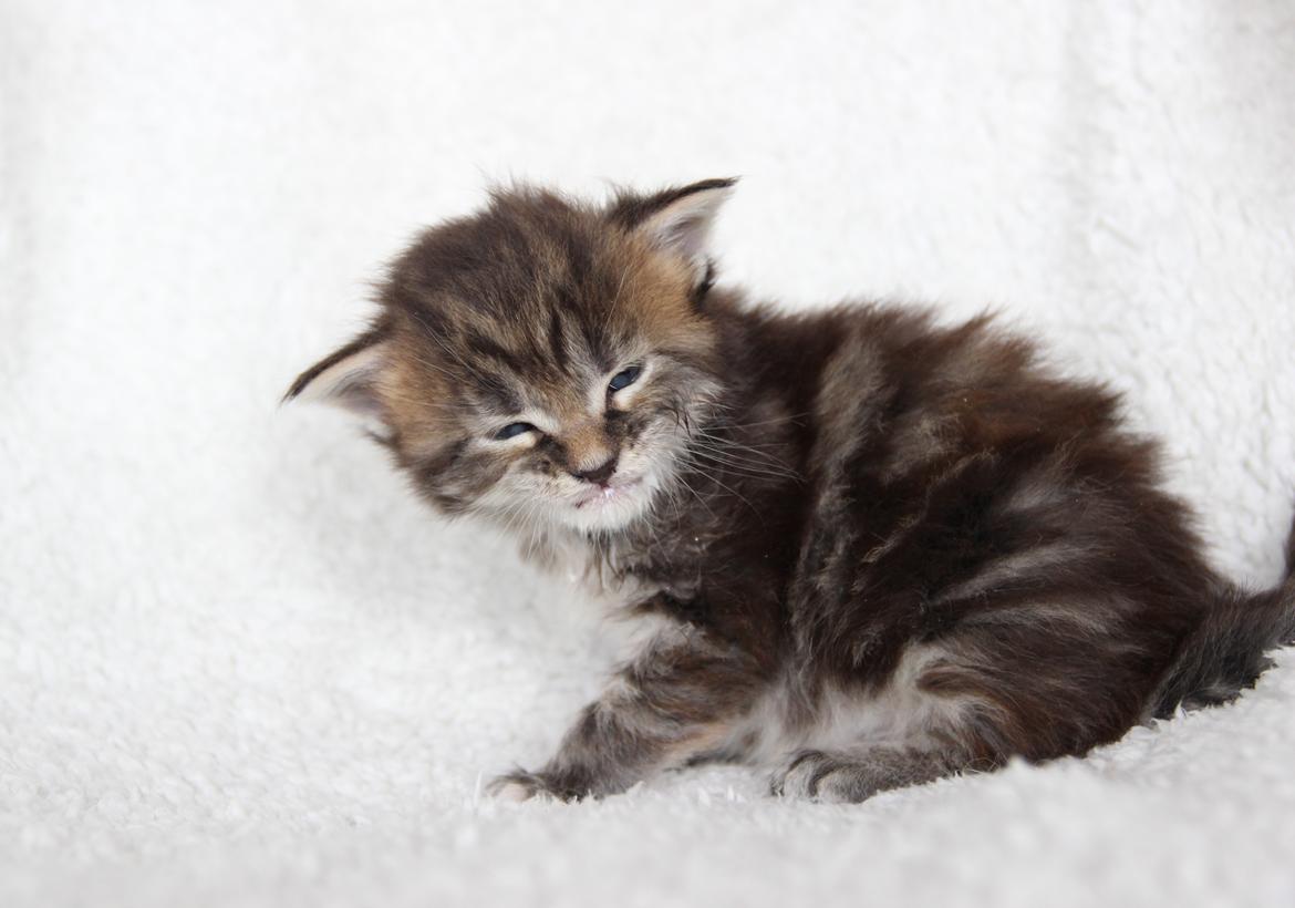 Maine Coon Thyra - 3 uger - 12 juli 2016. billede 7