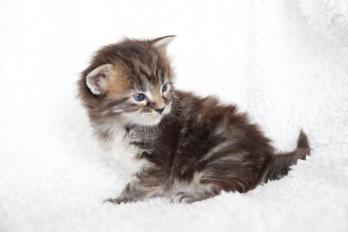 Maine Coon Thyra - 3 uger - 12 juli 2016. billede 8