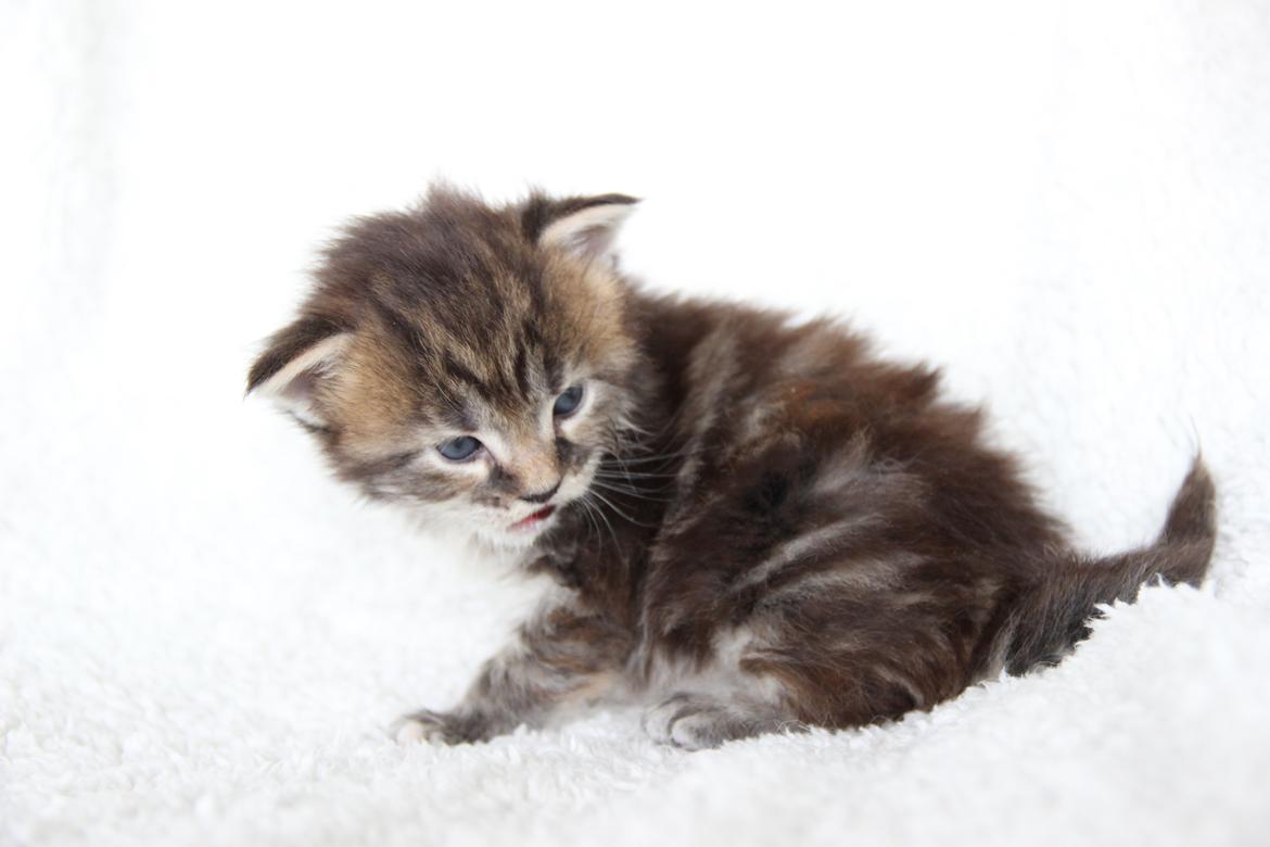 Maine Coon Thyra - 3 uger - 12 juli 2016. billede 9