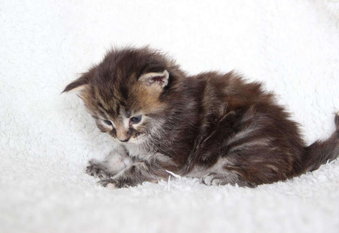 Maine Coon Thyra - 3 uger - 12 juli 2016. billede 2