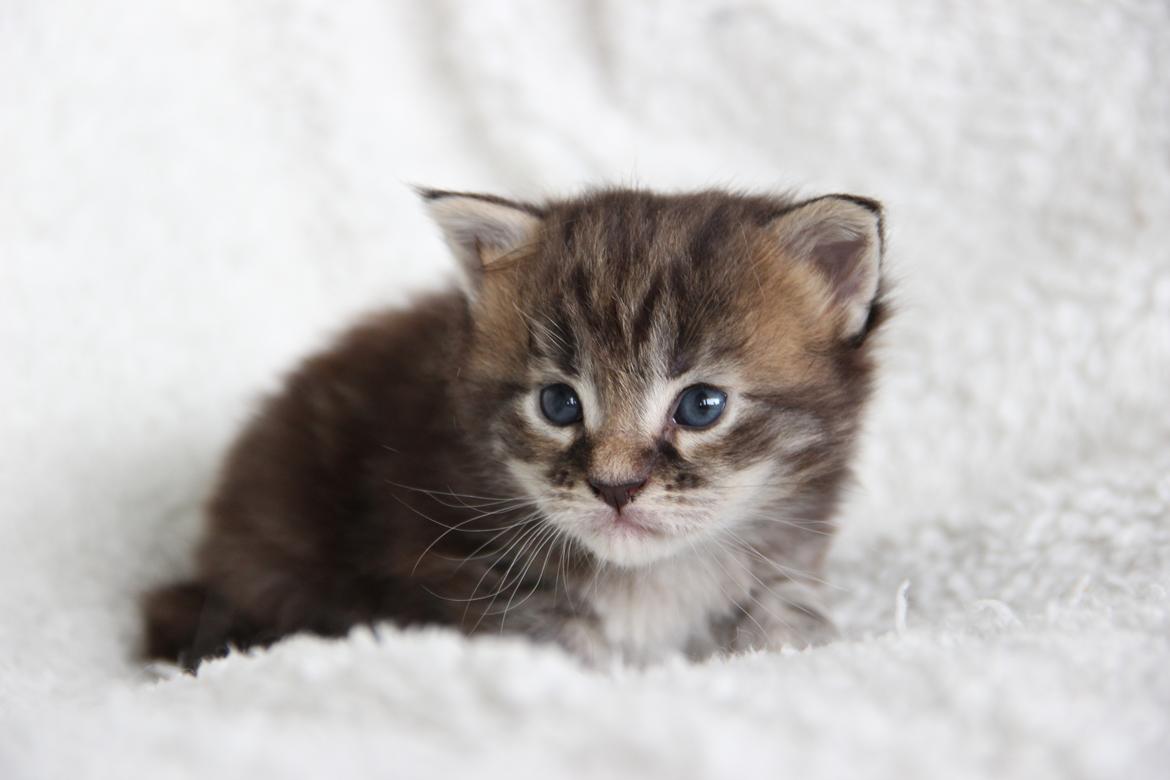 Maine Coon Thyra - 3 uger - 12 juli 2016. billede 11