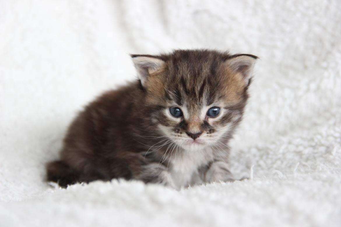 Maine Coon Thyra - 3 uger - 12 juli 2016. billede 10