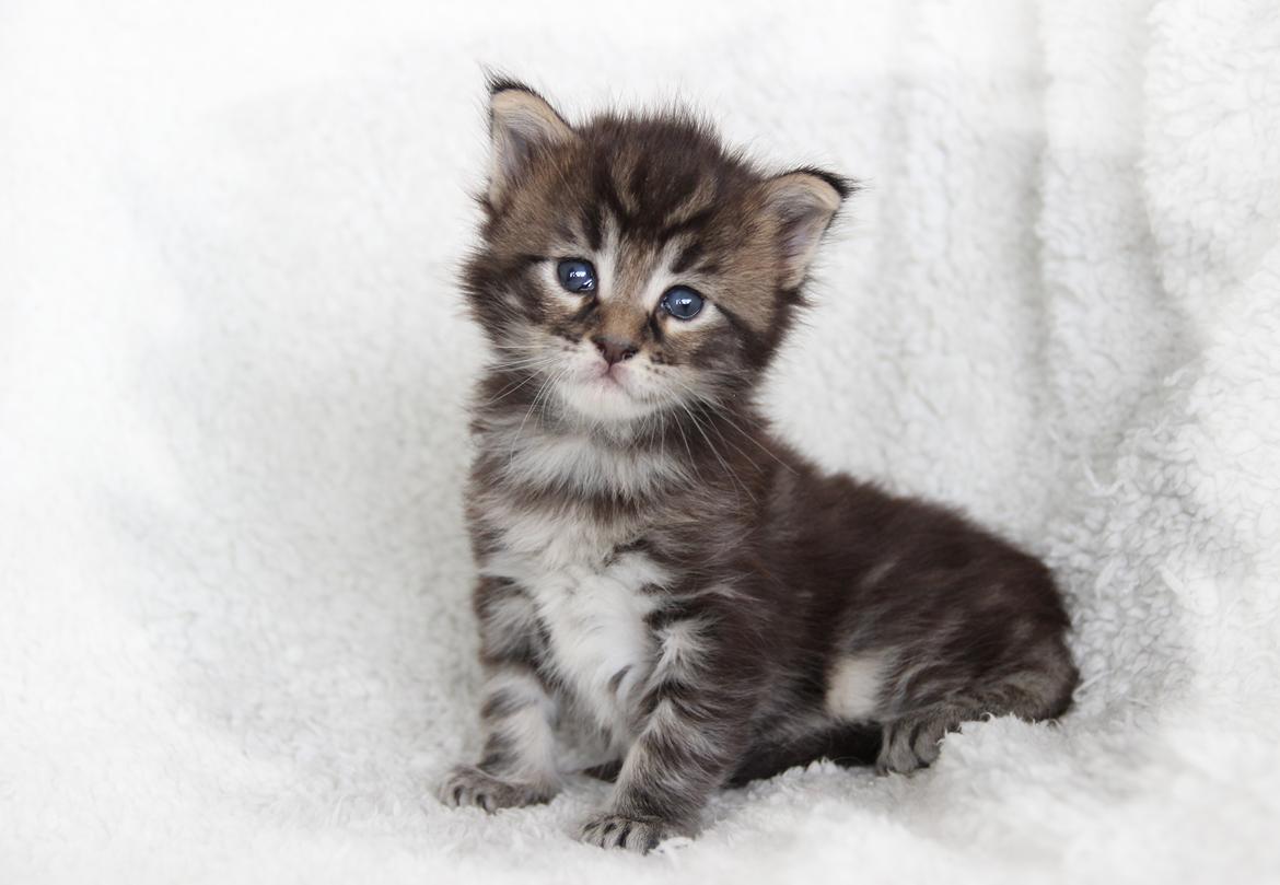 Maine Coon Thor  - 3 uger - 12.07.2016  billede 1