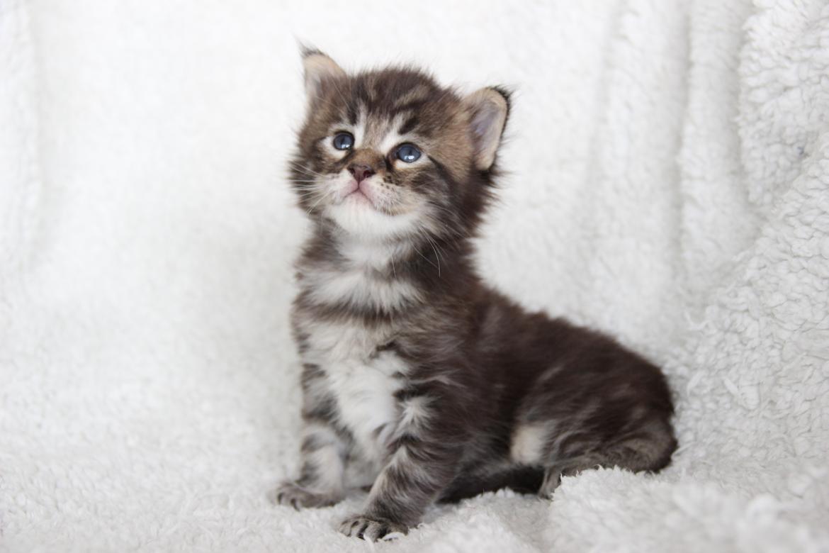 Maine Coon Thor  - 3 uger - 12.07.2016  billede 3