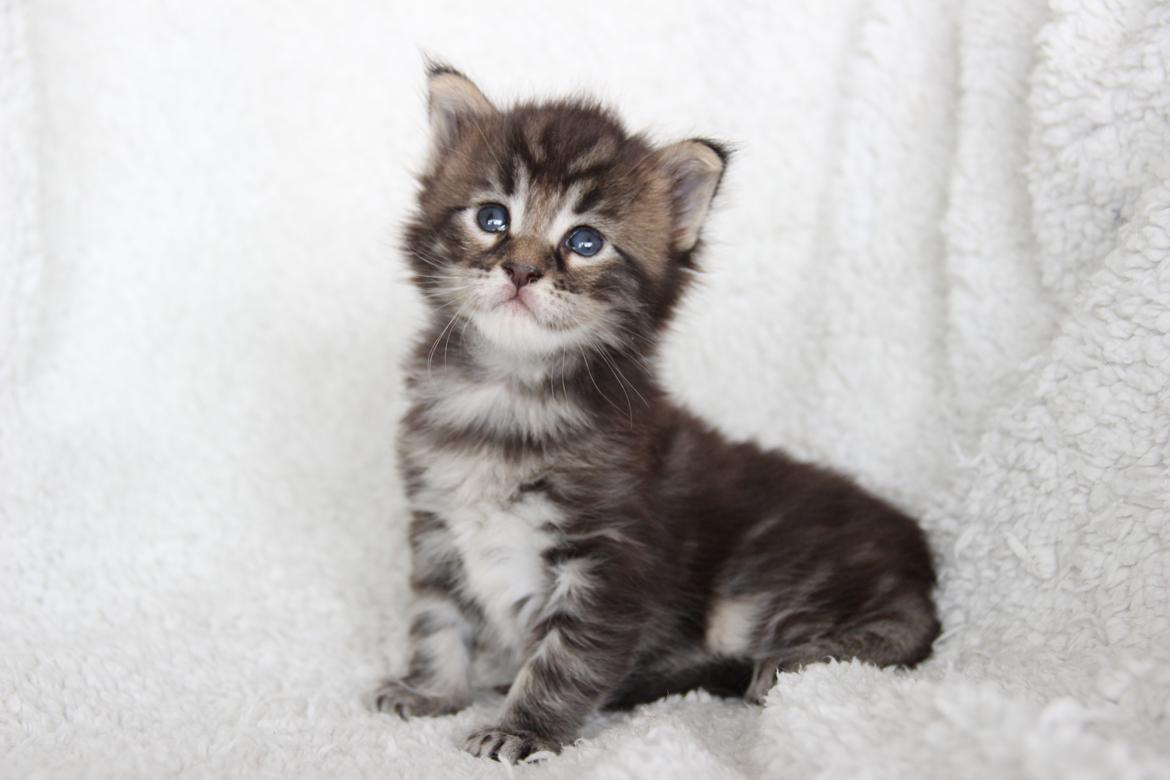 Maine Coon Thor  - 3 uger - 12.07.2016  billede 4