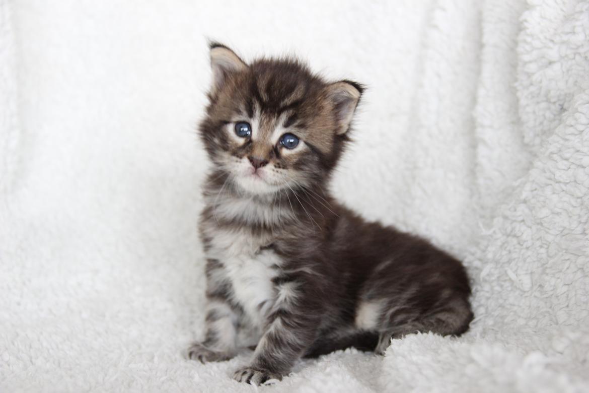 Maine Coon Thor  - 3 uger - 12.07.2016  billede 5