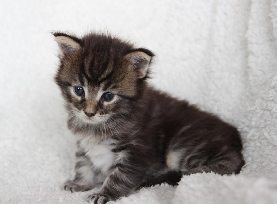 Maine Coon Thor  - 3 uger - 12.07.2016  billede 6