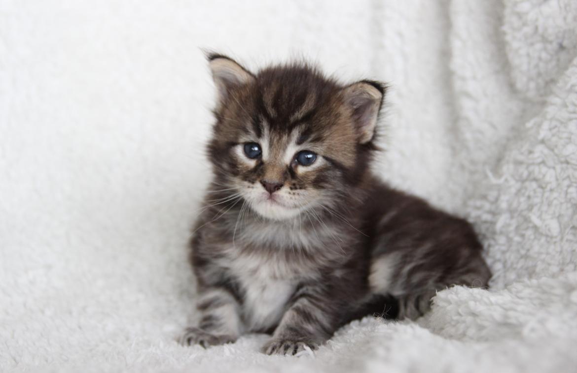 Maine Coon Thor  - 3 uger - 12.07.2016  billede 7