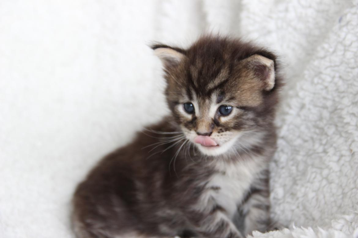 Maine Coon Thor  - 3 uger - 12.07.2016  billede 8