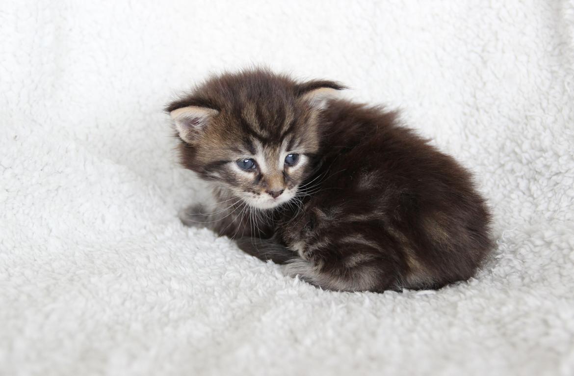 Maine Coon Thor  - 3 uger - 12.07.2016  billede 9