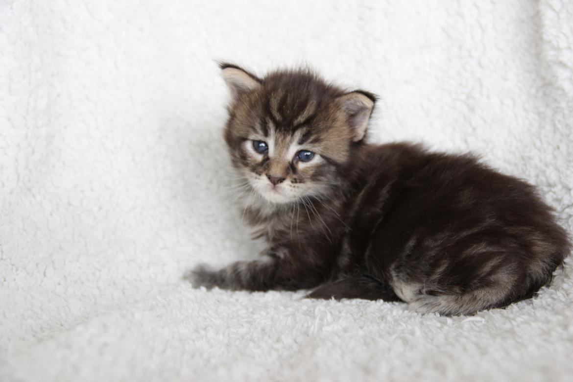 Maine Coon Thor  - 3 uger - 12.07.2016  billede 10