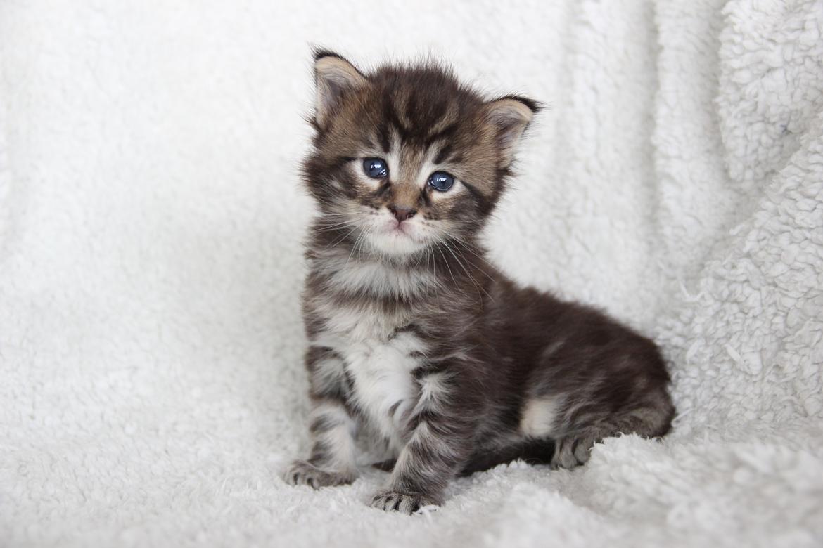 Maine Coon Thor  billede 2