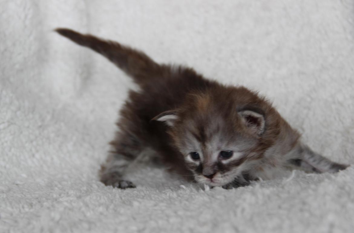 Maine Coon Tekla - 3 uger - 12 juli 2016. billede 16