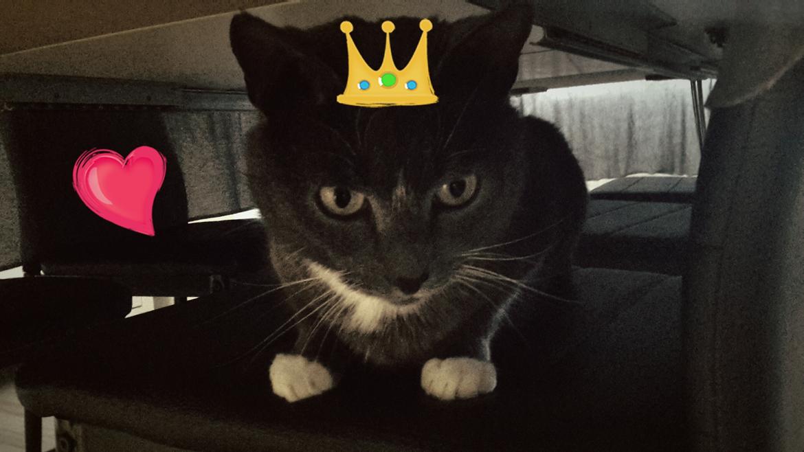 Huskat Amadeus (Deusen) billede 3