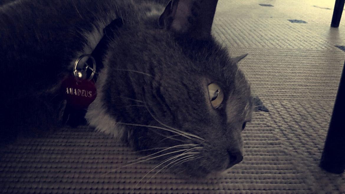 Huskat Amadeus (Deusen) billede 4