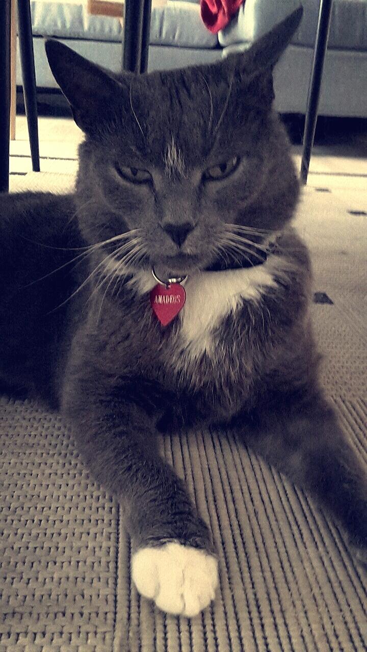 Huskat Amadeus (Deusen) billede 5