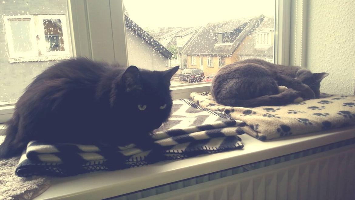 Huskat Amadeus (Deusen) billede 6