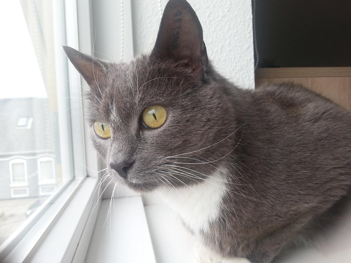 Huskat Amadeus (Deusen) billede 7