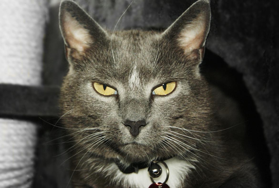 Huskat Amadeus (Deusen) billede 2