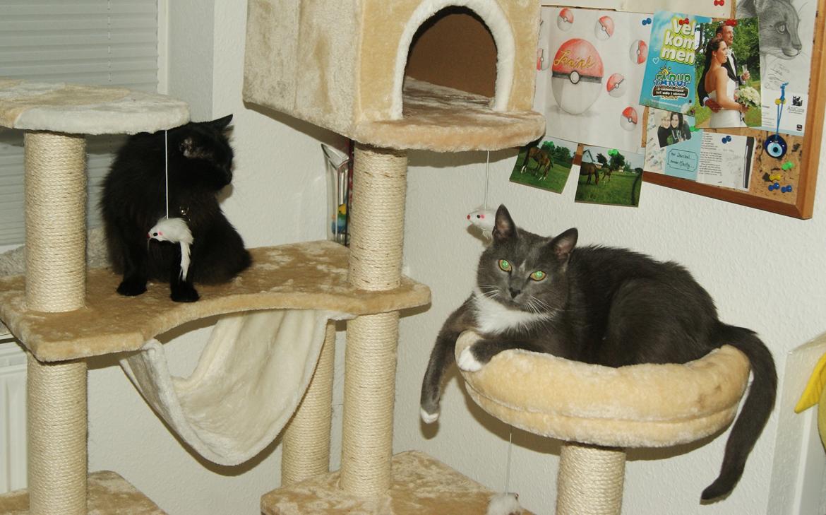 Huskat Amadeus (Deusen) billede 9