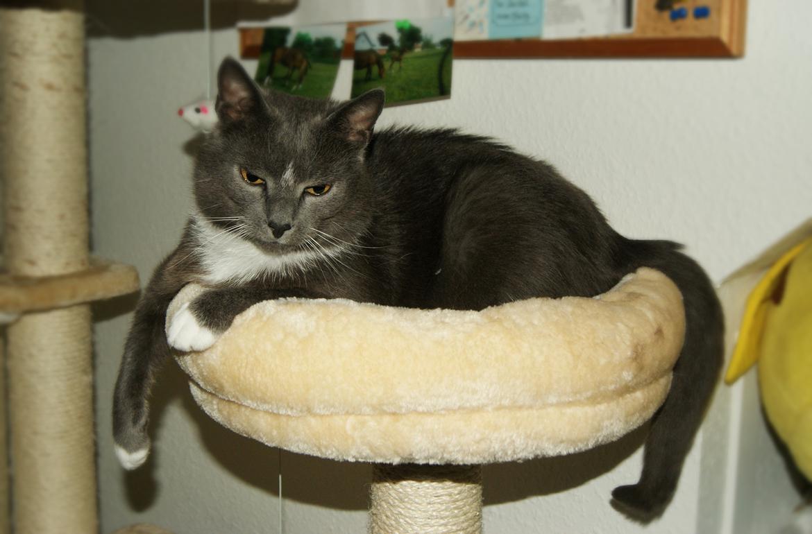 Huskat Amadeus (Deusen) billede 10