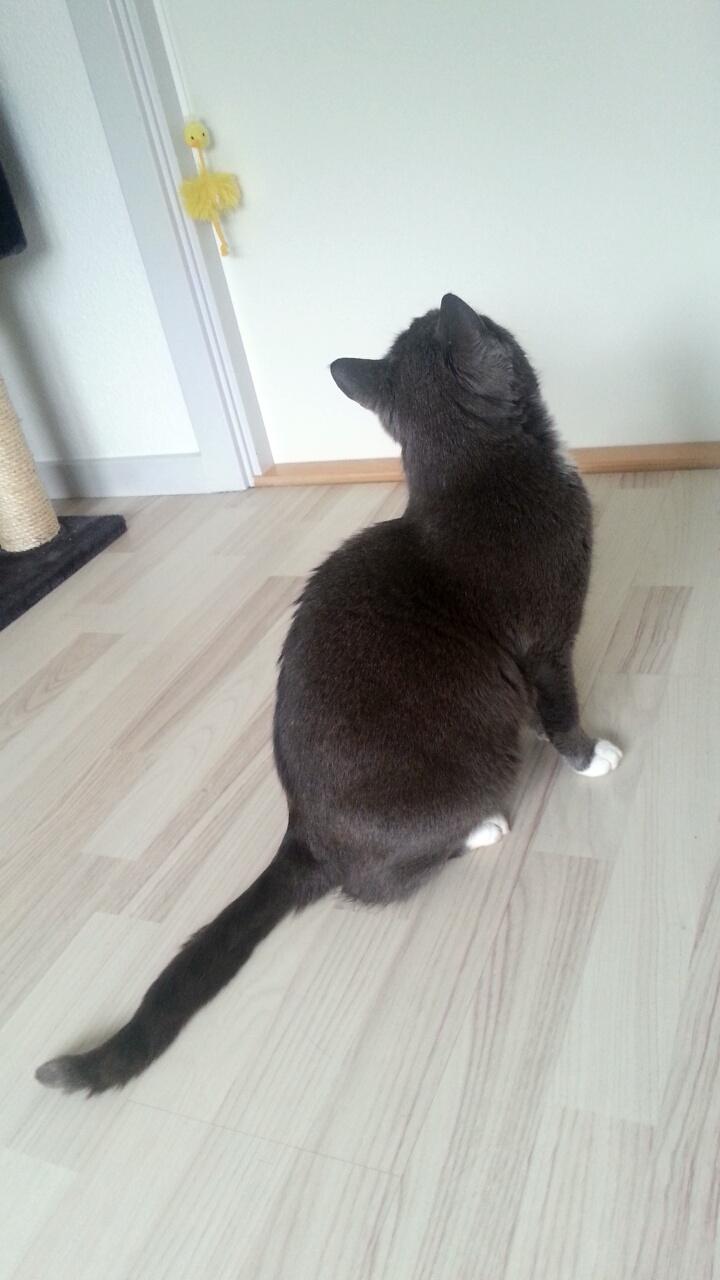 Huskat Amadeus (Deusen) billede 11