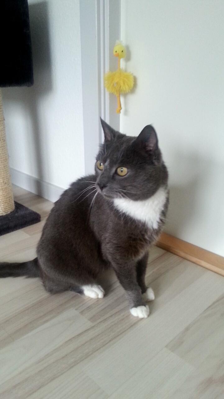 Huskat Amadeus (Deusen) billede 12