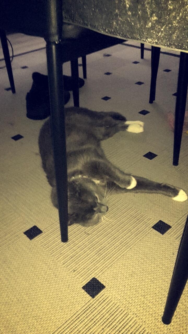 Huskat Amadeus (Deusen) billede 14