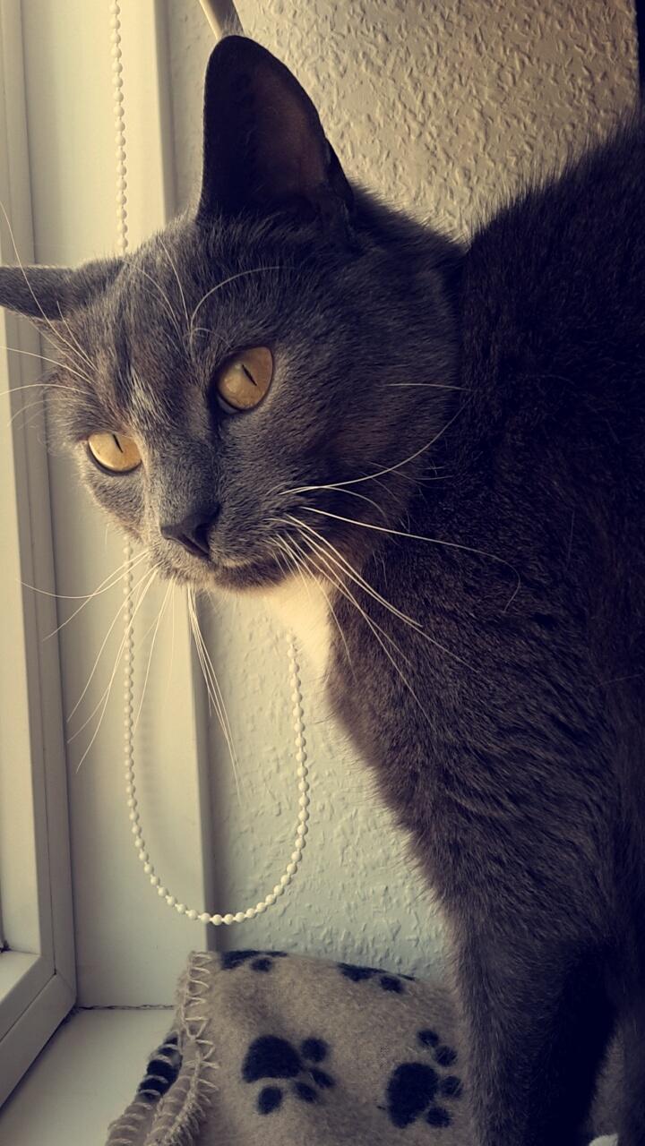 Huskat Amadeus (Deusen) billede 15