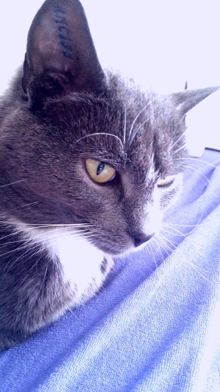 Huskat Amadeus (Deusen) billede 16