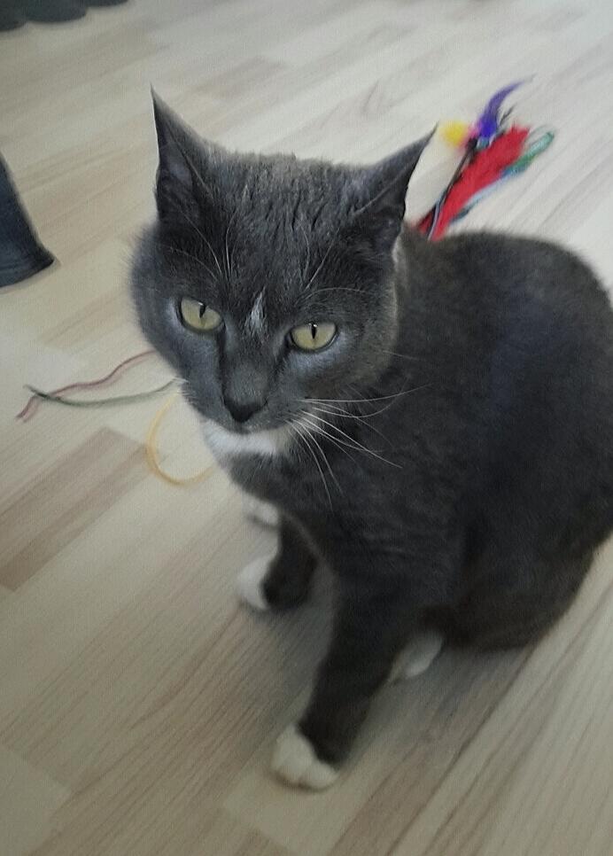 Huskat Amadeus (Deusen) billede 17