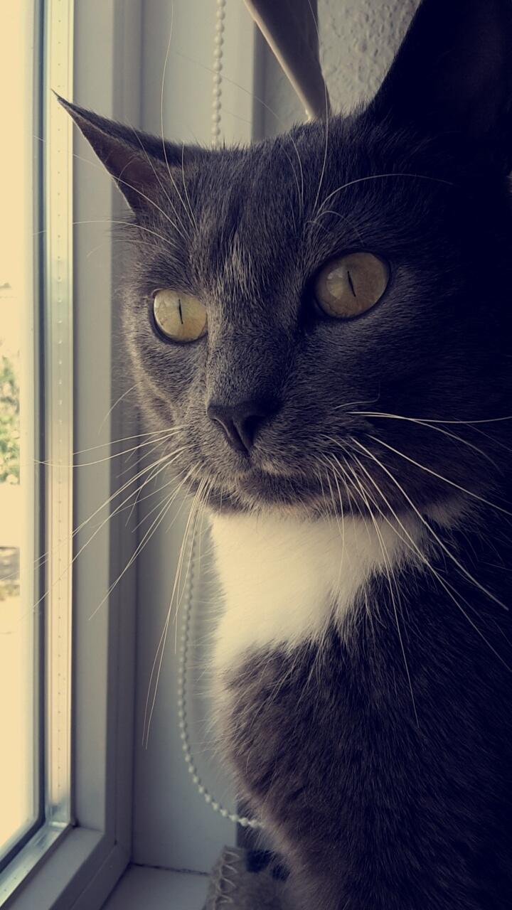 Huskat Amadeus (Deusen) billede 18