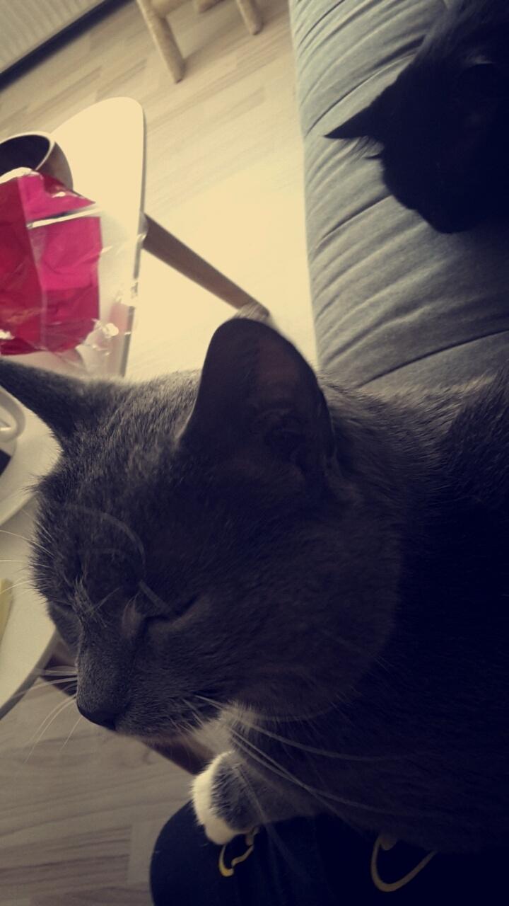 Huskat Amadeus (Deusen) billede 19