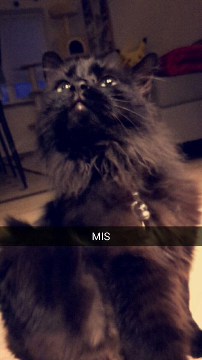 Kurilean Bobtail Beretta iz Dikogo Plemeni [Himmelkat] billede 4