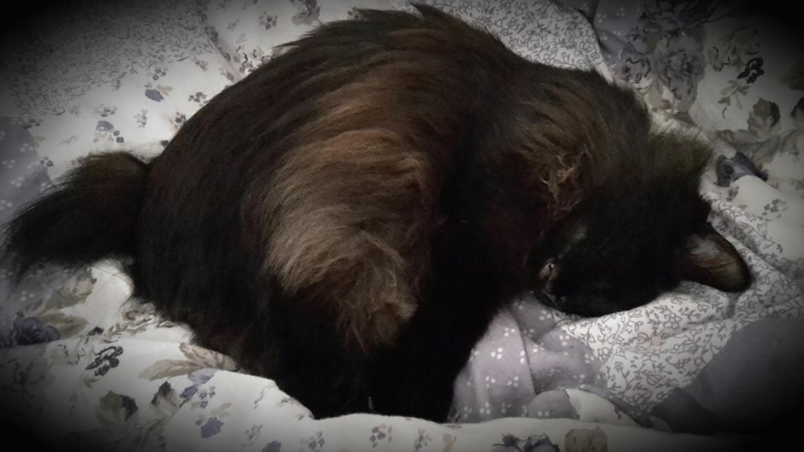 Kurilean Bobtail Beretta iz Dikogo Plemeni [Himmelkat] billede 6