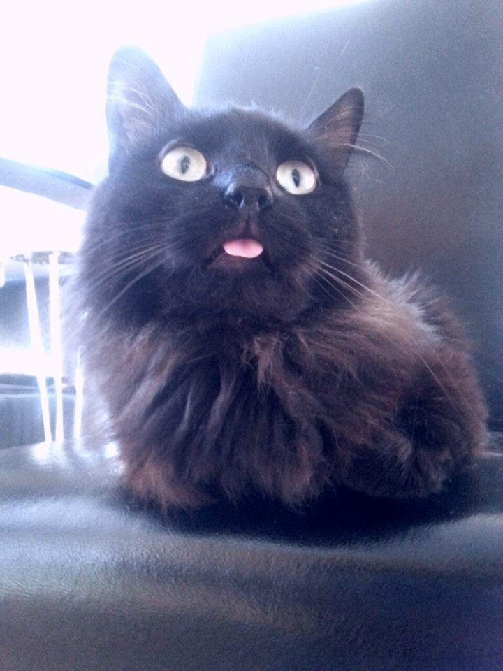 Kurilean Bobtail Beretta iz Dikogo Plemeni [Himmelkat] billede 7