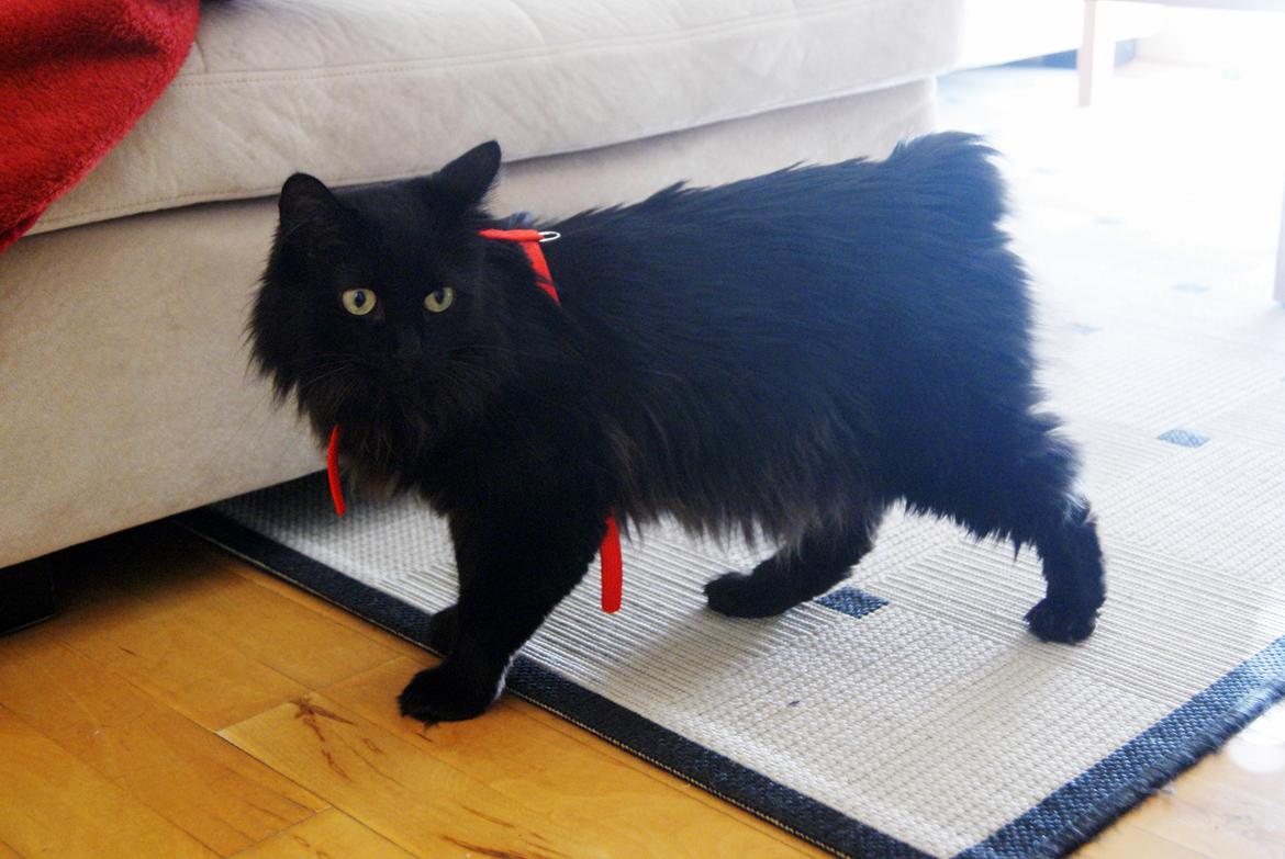 Kurilean Bobtail Beretta iz Dikogo Plemeni [Himmelkat] billede 9