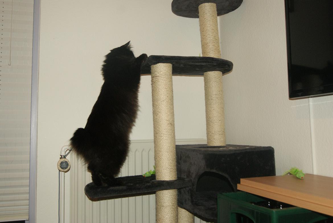 Kurilean Bobtail Beretta iz Dikogo Plemeni [Himmelkat] billede 12