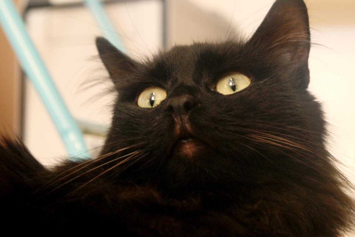 Kurilean Bobtail Beretta iz Dikogo Plemeni [Himmelkat] billede 11