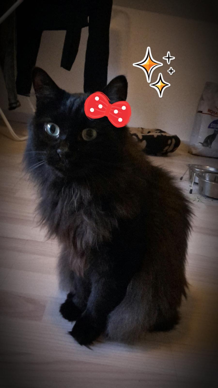 Kurilean Bobtail Beretta iz Dikogo Plemeni [Himmelkat] billede 8