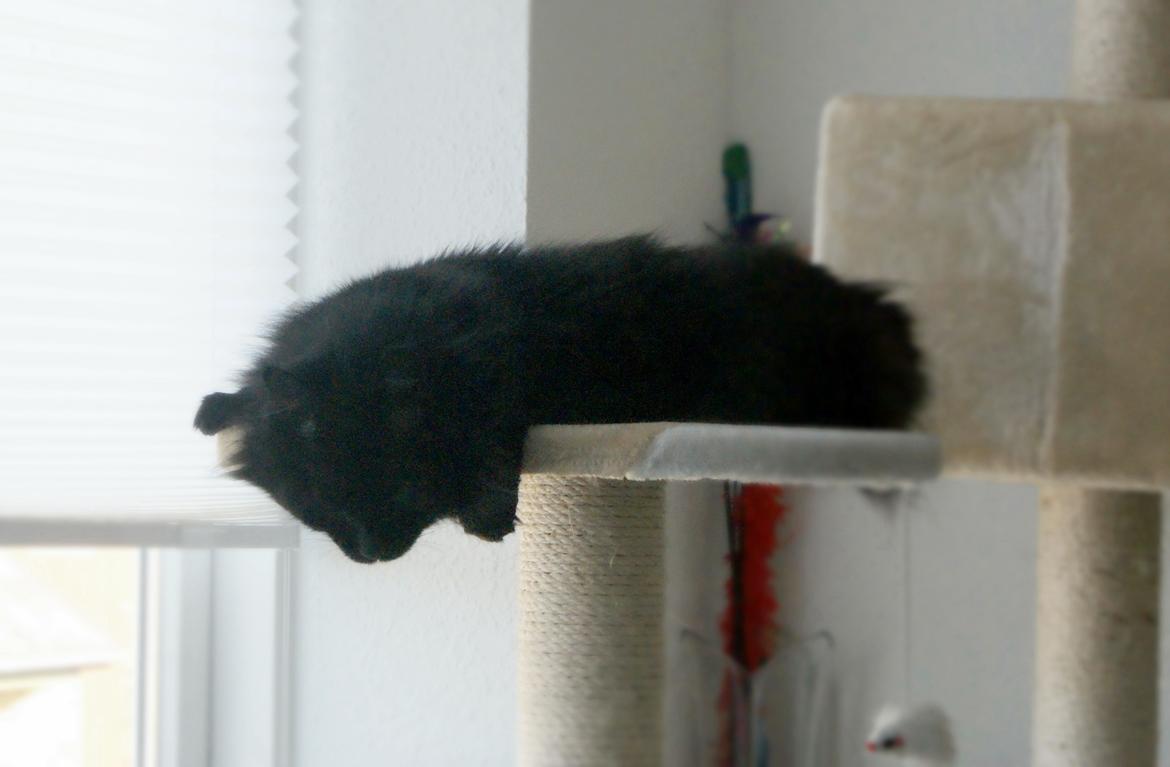 Kurilean Bobtail Beretta iz Dikogo Plemeni [Himmelkat] billede 10