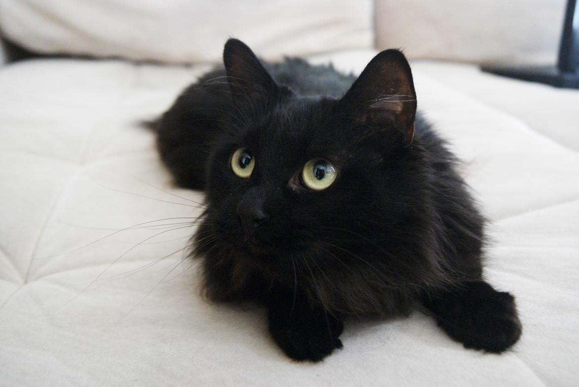 Kurilean Bobtail Beretta iz Dikogo Plemeni [Himmelkat] billede 1