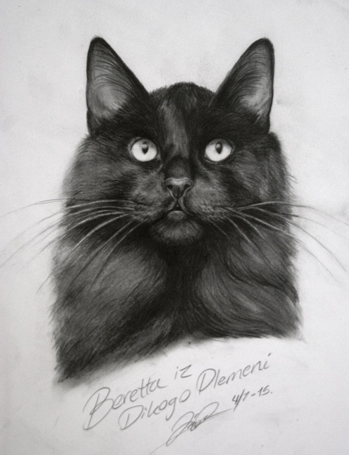 Kurilean Bobtail Beretta iz Dikogo Plemeni [Himmelkat] - Min fortolkning af min baby <3 billede 13